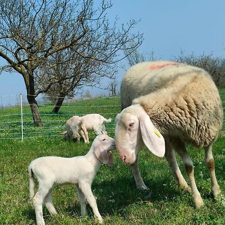 B&B Naturin - Cascina Colombaro Lauriano ภายนอก รูปภาพ