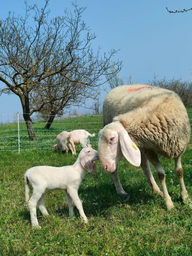 B&B Naturin - Cascina Colombaro Lauriano ภายนอก รูปภาพ